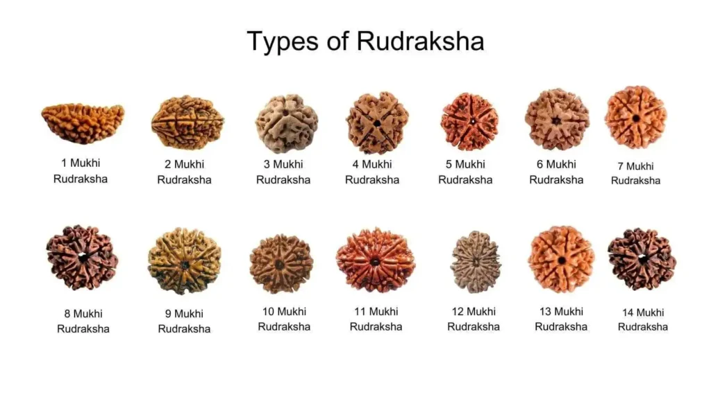 Chart of Rudraksha beads from 1 Mukhi to 14 Mukhi in two rows, each bead labeled by its number of faces